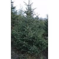 云杉基地大量拋售云杉