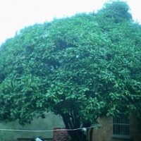 桂花樹(shù)出售