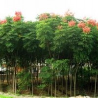 今年5公分6公分10公分欒樹報(bào)價(jià)湖南欒樹價(jià)格