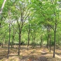 江蘇紅櫸樹價(jià)格5公分10公分15公分紅櫸樹報(bào)價(jià)