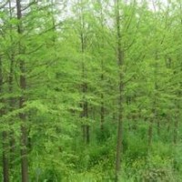 現(xiàn)在5公分6公分水杉價格安徽水杉基地報價