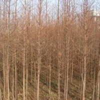 現(xiàn)在10公分水杉價(jià)格精品10公分水杉價(jià)格今年15公分水杉價(jià)格