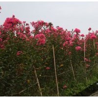 四川紅花紫薇幼苗