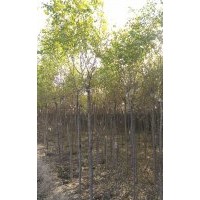 河北金枝國(guó)槐基地價(jià)格6cm金枝槐金葉槐