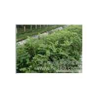 河北優(yōu)質(zhì)國(guó)槐