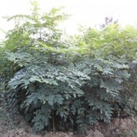 低價(jià)供應(yīng)北欒苗 北京欒小苗