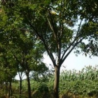 安徽18公分欒樹產地欒樹報價