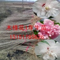 江蘇一年生木槿苗紫花木槿苗白花食用木槿苗價(jià)格