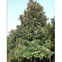 本苗圃大量批發(fā)廣玉蘭