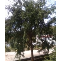 供應(yīng)雞爪槭大小苗