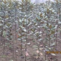 今年18公分廣玉蘭最新報價2015年20公分廣玉蘭價格