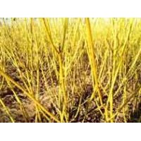 叢生金枝槐供應，叢生金枝槐價格，叢生金枝槐基地