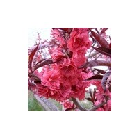 泰山綠化苗木|泰山櫻花小苗|速生白蠟基地|速生垂柳|北美海棠價..