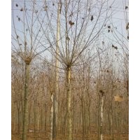 供應法桐 國槐 白蠟 速生柳 垂柳