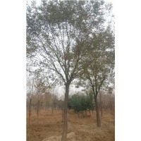 重慶國槐價格 20公分一年冒國槐價格