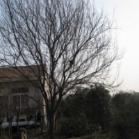 供應(yīng)紅葉李、紅葉桃、綠梅、臘梅、廣玉蘭等