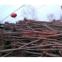 河北優(yōu)質(zhì)榆樹