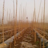 北欒，五角楓，（當(dāng)年小苗·1-5公分苗）