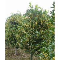 浙江桂花產(chǎn)地價(jià)格8公分15公分高桿桂花樹報(bào)價(jià)