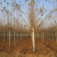 山東濟(jì)南精品法桐價(jià)格 10公分12公分8公分法桐價(jià)格