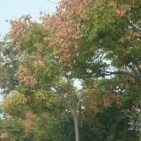 現(xiàn)在15公分北欒樹價(jià)格現(xiàn)在5公分欒樹價(jià)格