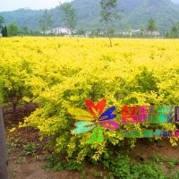 叢生金葉榆價格低廉