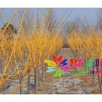 金葉國槐金枝國槐