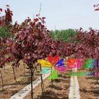 名品彩葉苗圃出圃紫葉加拿大紫荊