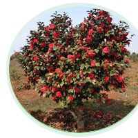 各規(guī)格、各品種嫁接茶花供應