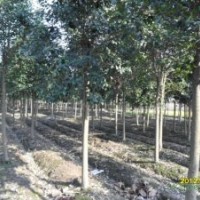 綠化苗木大葉女貞價(jià)格報(bào)價(jià)