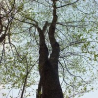 杜仲價(jià)格 南京杜仲價(jià)格 18公分杜仲價(jià)格