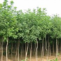 楓香報(bào)價(jià)大量供應(yīng)15公分精品楓香報(bào)價(jià)