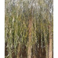 百盛金絲垂柳基地