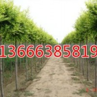 優(yōu)質(zhì)毛白楊，100％成活率，價(jià)格優(yōu)惠