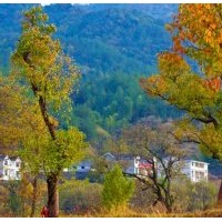 湖南烏桕價格，10公分烏桕批發(fā)