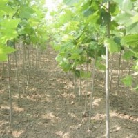 專供山西：速生法桐，法桐苗，法桐扦插