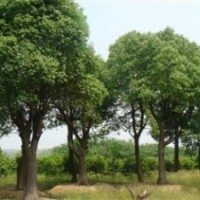 大量供應(yīng)湖南10公分全冠香樟樹，12公分移栽香樟樹，移植香樟樹