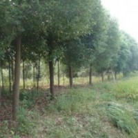 供應(yīng)15公分叢生香樟，切桿香樟，多頭香樟