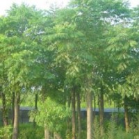 15公分國(guó)槐兩年冠土球價(jià)格