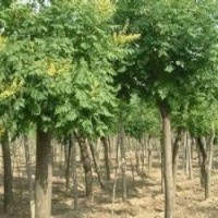 湖南15公分速生欒樹,18公分精品欒樹,欒樹基地