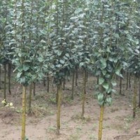 大量供應2至8公分西府海棠