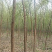 大量出售6公分垂柳,速生柳,金葉榆