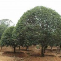 供應(yīng)直徑22公分原生桂花樹(shù)，野生桂花樹(shù)，大型桂花樹(shù)