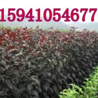 紅肉海棠價(jià)格|紫葉海棠價(jià)格