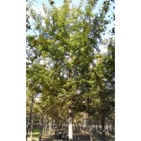 邳州海峰供應銀杏樹價格