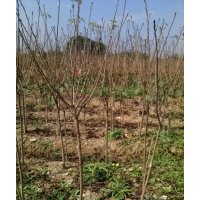 低價(jià)供應(yīng)櫻花 桂花