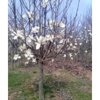 南京白玉蘭價(jià)格 精品8公分10公分12公分15公分白玉蘭報(bào)價(jià)