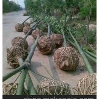 苗圃供應(yīng)青桐價(jià)格 米徑8個(gè)10公分12公分15公分青桐價(jià)格