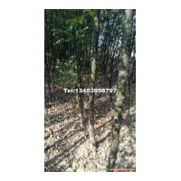供國(guó)槐2-15公分的，國(guó)槐產(chǎn)地，國(guó)槐價(jià)格，哪里有國(guó)槐