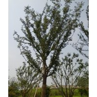 各種規(guī)格櫸樹(shù)，香樟，桂花